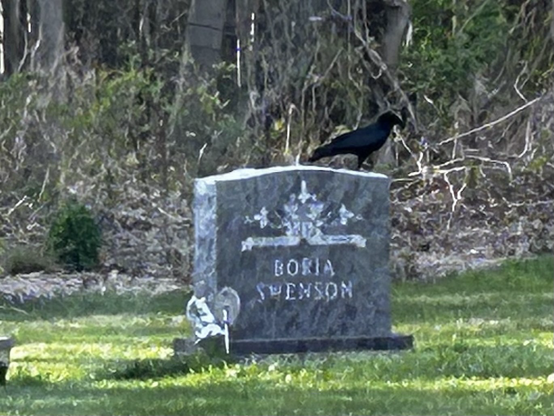 Crow on a gravestone 