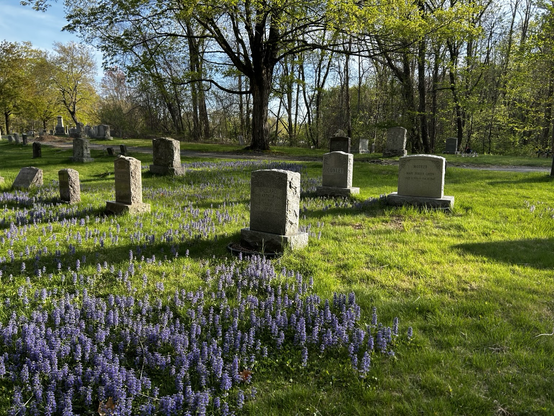 Flowers near a grave 