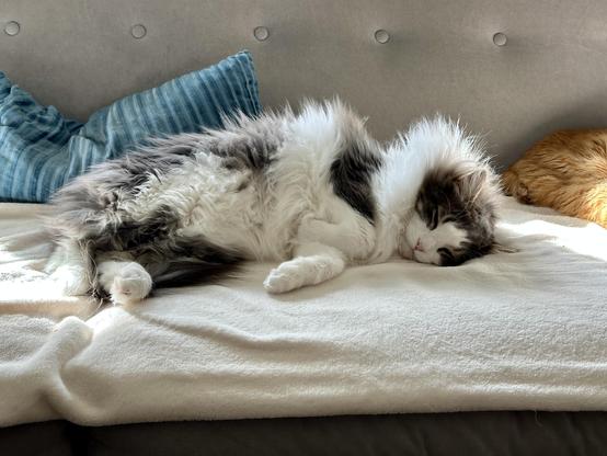 Thor, a fluffy grey and white half-Ragdoll cat, snoozing on his left side on a cream blanket on a grey sofa. The sunlight spills across Thor’s glorious natural ruff. Loki’s rump can be seen in the top right. 