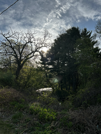 Trees by the river at dusk 