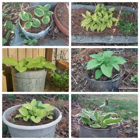 Collage of 6 images of hosta just emerging in reclaimed metal bins and troughs