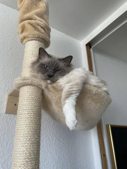 Picture of a birman cat with grey face and milky/beige coat. Lounging in a cat tree with a leg hanging out