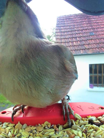 unbekannt im Futterhäuschen