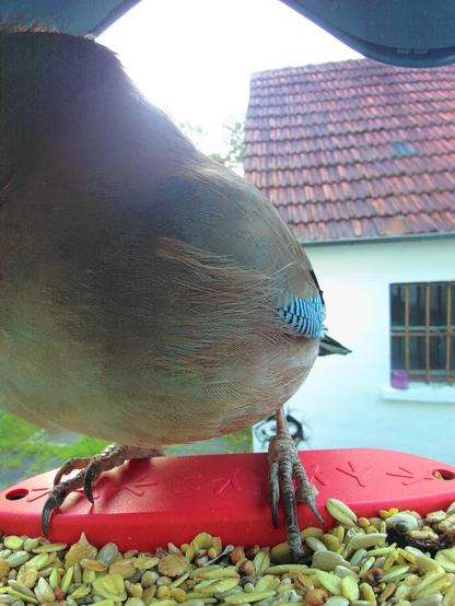 unbekannt im Futterhäuschen