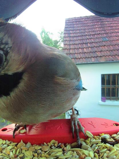 unbekannt im Futterhäuschen