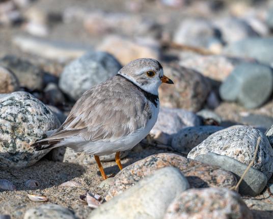 A photograph of a Piping Plover surrounded by rounded rocks on a beach.
