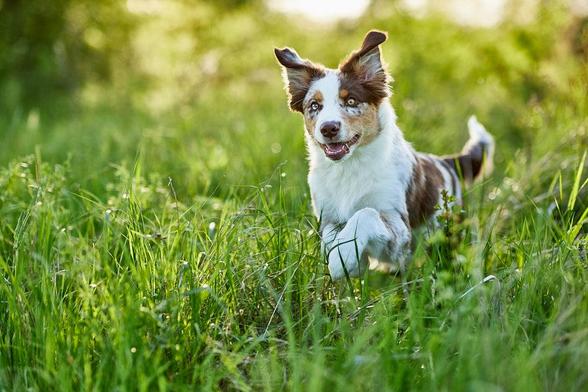 Ein Hund rennt im hohen Gras.