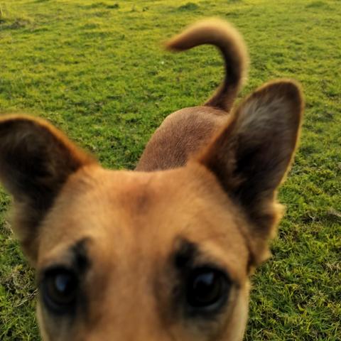 Blurry cllose up of a brown dog on a lush green meadow, tail up high.