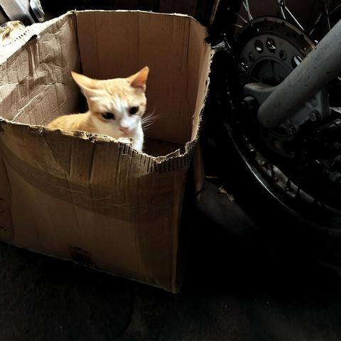 An orange cat in a cardboard box next to a motorcycle wheel.