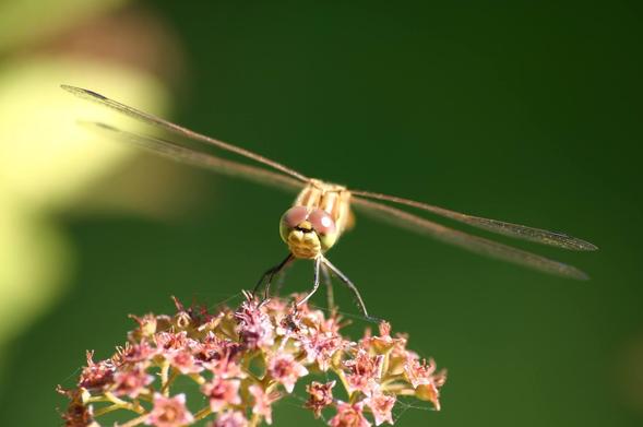 Bildbeschreibung von KI:
Dieses Foto zeigt eine faszinierende Nahaufnahme (Makroaufnahme) einer Libelle, die auf einer blühenden Pflanze sitzt. Die Libelle ist frontal abgebildet, wodurch ihre großen, facettenreichen Augen besonders hervortreten. Diese leuchten in rötlich-grünen Tönen und dominieren das Gesicht des Insekts. Der Körper ist schlank und goldbraun gefärbt, die durchsichtigen, filigranen Flügel sind nach hinten ausgestreckt und leicht schräg zur Kamera ausgerichtet.

Die Pflanze, auf der die Libelle sitzt, trägt kleine, rosafarbene Blüten, die teilweise schon verblüht sind. Einige feine Spinnweben sind zwischen den Blüten sichtbar und verleihen dem Bild zusätzliche Struktur.

Der Hintergrund ist weich und gleichmäßig grün verschwommen (Bokeh-Effekt), was das Hauptmotiv stark betont und dem Bild eine ruhige, natürliche Atmosphäre verleiht. 