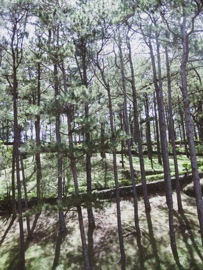 Pine trees set against the early morning sun
