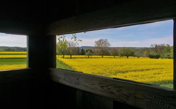 Elevated view over a plane with bright yellow canola fields. in between a row of fruit trees and lush green wheat grass. The scene is framed by the wooden boards of the narrow rectangular windows of a deer stand in the shadow. above it all a light blue sky.