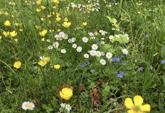 Blumenwiese im Frühling