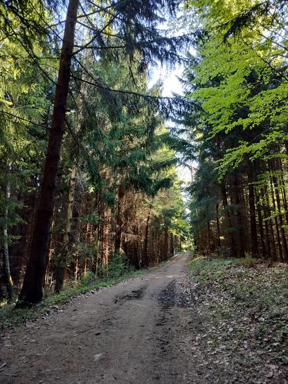 Lesní cesta k rozhledně na Čubův kopec. CHKO Beskydy. 
