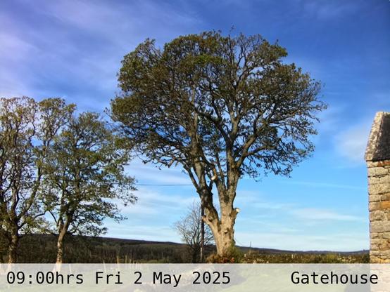 Photograph of sycamore trees against the sky with low hills in the background at 09:00 hrs on Friday 2 May 2025, located at Gatehouse in Tarset, Upper North Tyne, Northumberland, UK. The immediate forecast is partly cloudy.