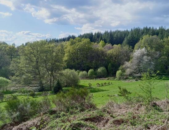 Landscape of freshly sprouting trees and bushes, unusually contrasted by the palest yellow green of their shoots and the dark shadows of branches. The meadow beneath is violently green. Darker pine forest tops the hills in the distance. The sky is a hazy light blue with blurred white shower clouds. The effect is quite striking and magical, as jf the whole landscape is glowing.