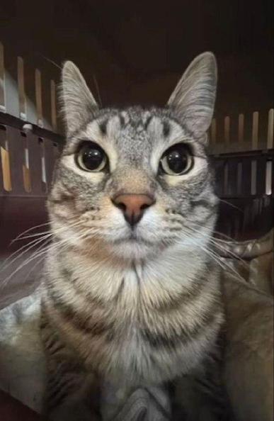 Here are a few alt text options for the image:

**Option 1 (Short & Sweet):**

> A close-up of a gray tabby cat's face looking directly at the camera with large, round eyes.

**Option 2 (A bit more descriptive):**

> A gray tabby cat with black stripes, a pink nose, and large, expressive eyes takes a selfie-style photo. The cat's ears are perked up, and it appears to be in a carrier or crate.

**Option 3 (Focusing on mood):**

> A curious and wide-eyed gray tabby cat stares straight ahead in a close-up shot. The photo gives a humorous, "selfie" feel, highlighting the cat's expression.

I would recommend choosing the option that best suits the context where you are using the image.
