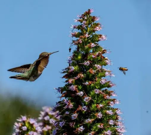 A hummingbird and a bee sip nectar from violet flowers called Pride of Madeira, shaped like a Christmas tree.