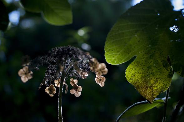 Du vert, des feuilles, une fleur sèche, les pétales translucides, et la lumière qui transperce et donne vie. L'arrière-plan, dans l'ombre, fait ressortir par contrast les végétaux.