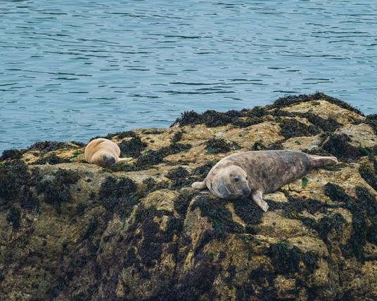 Two gray seals rest on a rocky outcrop covered with seaweed near Skomer Island. One seal has lighter coloration while the other displays the typical mottled gray pattern. Both are lounging on different levels of the rock formation with calm blue water surrounding them.