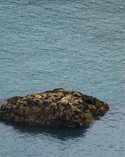 A pair of seals rest on a small rocky outcrop surrounded by calm turquoise waters near Skomer Island. Both seals are lying on a seaweed and moss-covered rock that rises just above the water's surface, creating a natural island refuge.