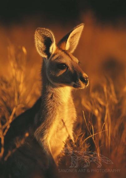 A young kangaroo joey stands quietly among golden grasses, softly lit by the warm light of sunset. Its large ears catch the glow, and it gazes calmly into the distance. The background fades into a dreamy blur of amber and shadows, creating a peaceful, contemplative mood in this portrait of Australian wildlife.