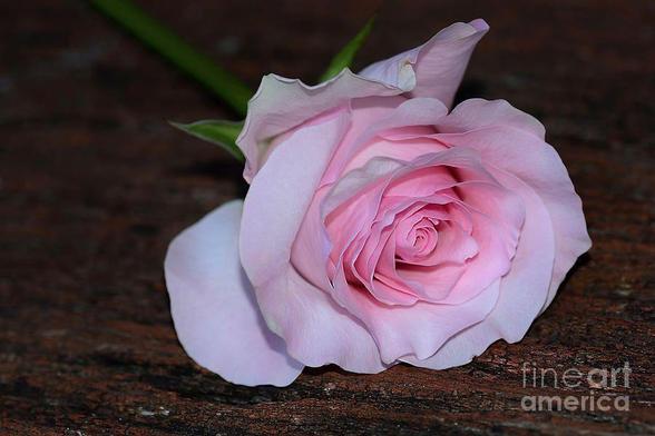 A soft and beautiful pastel pink Rose laying gently on old textured wood showing the contrast between the velvety pink petals and the coarse grained timber.
By Kaye Menner Photography.
https://kaye-menner.pixels.com/featured/pastel-pink-rose-by-kaye-menner-kaye-menner.html

Perfect gift or greeting card for Mom.

THE FINE ART AMERICA LOGO WILL NOT APPEAR ON PURCHASED PRINTS OR PRODUCTS.