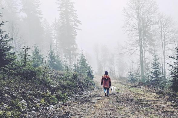 A lone person and a white dog walk away from the viewer down a misty path through a forest.
