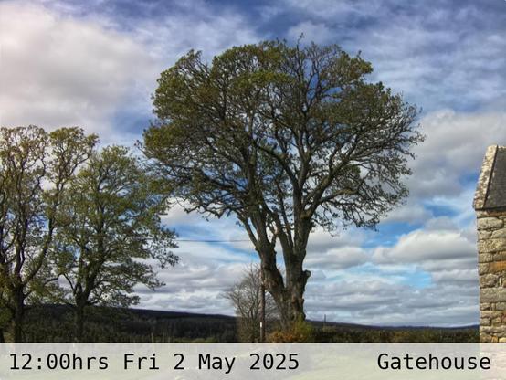 Photograph of sycamore trees against the sky with low hills in the background at 12:00 hrs on Friday 2 May 2025, located at Gatehouse in Tarset, Upper North Tyne, Northumberland, UK. The immediate forecast is partly cloudy.