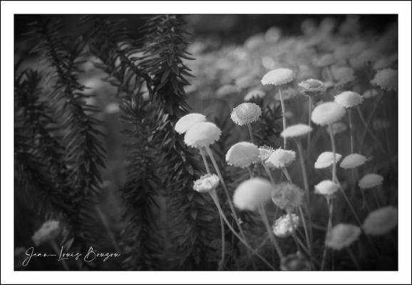 
The image presents a serene monochromatic scene filled with delicate flowers, characterized by their soft, round petals that create a gentle contrast against the darker, more textured foliage in the background. The flowers, mostly white or light gray, appear to be daisies or a similar species, standing in clusters that evoke a sense of calm and simplicity.
The interplay of light and shadow adds depth, with some flowers illuminated and others softly fading into darkness, enhancing the atmosphere of tranquility. The surrounding greenery, with its sharp, needle-like leaves, adds an interesting contrast to the rounded petals of the flowers.
This black and white representation might symbolize the beauty found in simplicity and nature, encouraging viewers to appreciate the subtleties within a natural landscape. The lack of color invites reflection on the forms and textures present, emphasizing the timelessness and quiet grace of the scene.