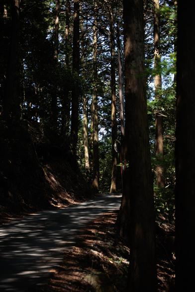 A winding road through a dark, dense forest, surrounded by tall trees under dappled sunlight.