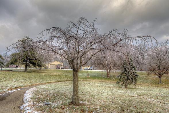 A barren frosty tree stands in the middle of a grassy area with a light dusting of snow and ice, set against a cloudy, overcast sky.