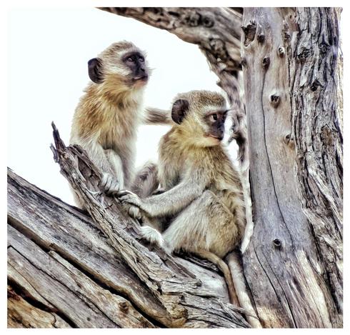 This is a colour art edited photo of two adorable vervet monkeys sitting side by side touching each other in a show of closeness in a dead tree. As photographed on the Okavango Delta, Botswana 