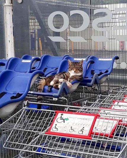 ALT

Gato durmiendo en carro de supermercado.