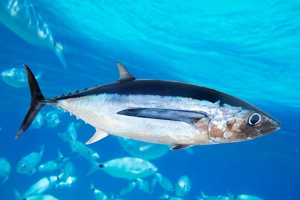 Tunas