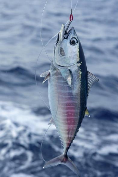 Tunas