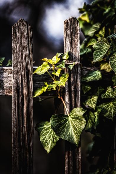 Two wooden fence posts provide a rustic backdrop for vibrant green ivy leaves, which climb gracefully along the weathered surface. The contrast between the dark wood and bright foliage creates a striking visual effect.