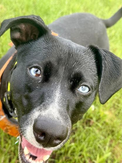 Bubbles the dog, her face soaking wet, smiling broadly as she stands in the grass at the dog park.