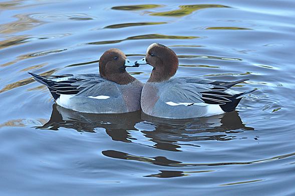 Images from my Photographic Artwork Portfolio can be purchased from my Pixels website at reasonable prices as prints or displayed on various products.

A pair of ducks showing affection.

#Photography  #FineArtPhotography #BuyIntoArt  #AYearForArt #print #photography #mastodon #mastophoto #mastoart #photo 

https://john-hughes-photographic.pixels.com/featured/kiss-kiss-john-hughes.html