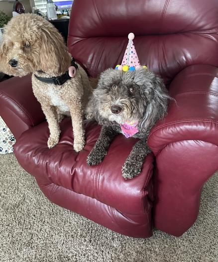 Susie and Rosie, the little doodle dogs, are sitting in the red recliner in the living room. Susie is wearing a pink birthday hat with silver stars and multi-colored pom-poms. She has on a pink bandana that declares her a birthday girl. She is doing big puppy dog eyes asking, “Where is the treat?”


