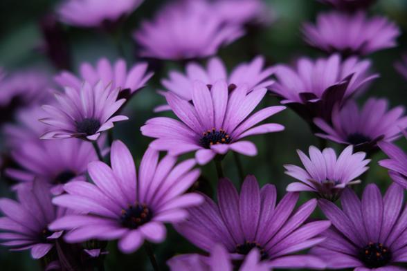 A lush arrangement of vibrant purple flowers, showcasing varying shades and delicate petals against a soft green background.