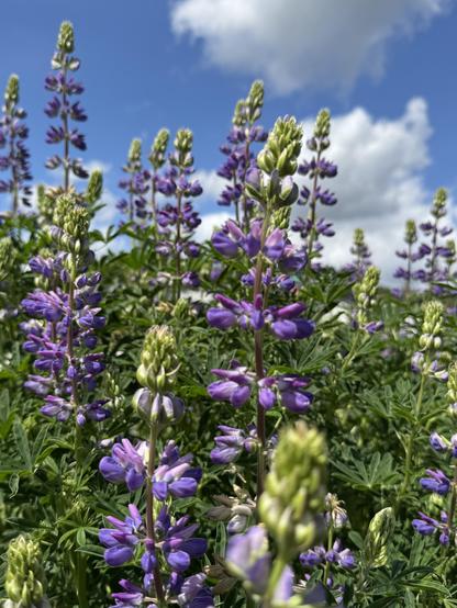 Lupin blossoms. Tall purple blossoms standing on a green hill with blue skies and clouds behind them. 
