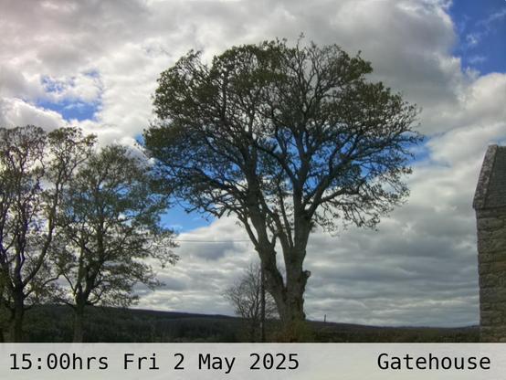 Photograph of sycamore trees against the sky with low hills in the background at 15:00 hrs on Friday 2 May 2025, located at Gatehouse in Tarset, Upper North Tyne, Northumberland, UK. The immediate forecast is partly cloudy.