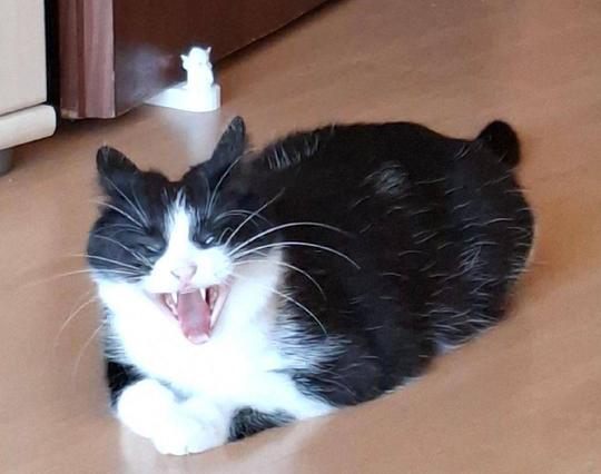 Black and white tuxedo cat sitting on the floor with a wide open yawning mouth