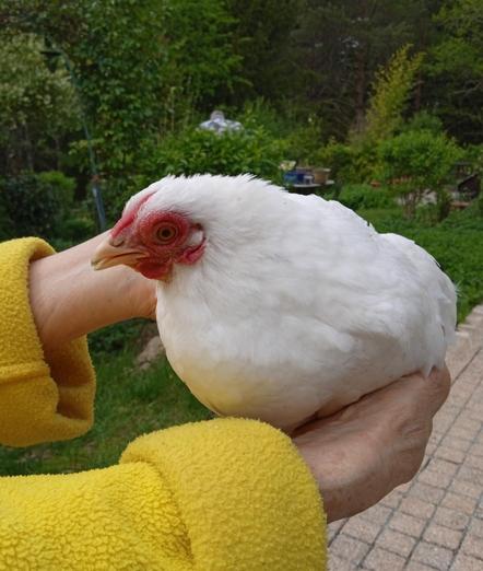 A small white chicken with red wattle and yellow beak, held by a pair of hands wearing yellow fleece top.