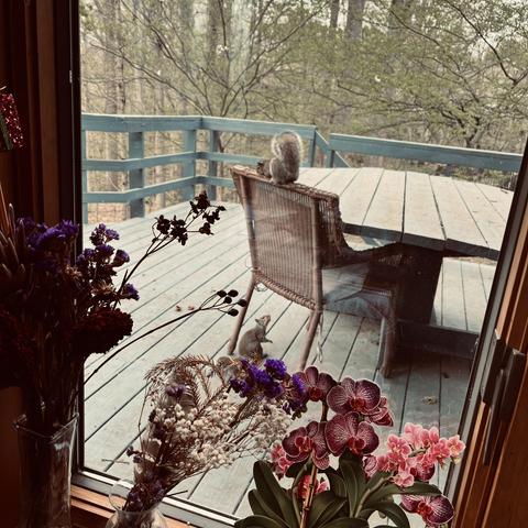 through a window lined with potted flowers, we see two squirrels on a deck; one is on the deck looking up at the other on the back of a chair