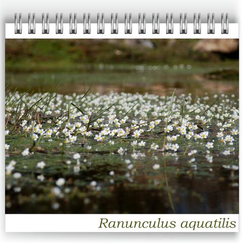 Ranunculus aquatilis, small white flowers with yellow centers, float densely on a calm pond surface. Green aquatic leaves and grass-like stems are visible among the flowers, creating a natural, peaceful scene.