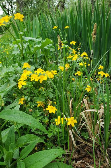 Tussen het groen staat de dotterbloem met veel gele bloemen te pronken in het Zwanenwater Callantsoog