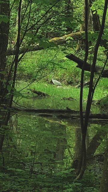 Reiher an einem Waldbach