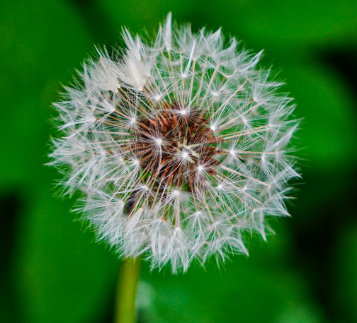 Eine Nahaufnahme einer Pusteblume. Die kugelförmige Samenstruktur mit vielen feinen, weißen Schirmchen ist scharf zu erkennen. Im Hintergrund ist ein unscharfes, sattgrünes Blattwerk. Einige Schirmchen haben sich leicht gelöst.